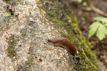 Slug 1