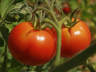 Tomate Saint-Pierre