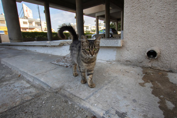 Cat 1