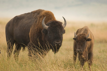 bùfalos coahuila mèxico