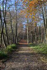 Waldweg im Herbst