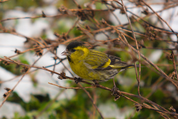 Lucherino (Carduelis spinus) su rami d'Inverno