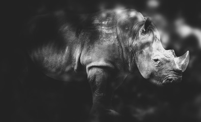 black and white' Rhinoceros on black background.