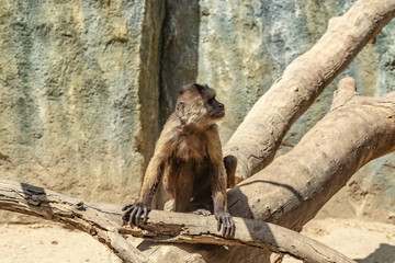 Playful little monkeys climb trees