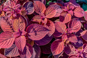 red painted nettle leaves