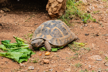 The turtle eats big juicy leaves.