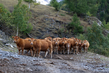 Troupeau de vaches