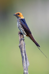 The lesser striped swallow (Cecropis abyssinica) sitting on the branch. Swallow with green background.African swallov on the branch with green background.