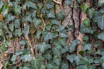 ivy leaves on tree bark
