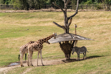 Naklejka na ściany i meble The giraffe is a beautiful, amazing, curious animal with a long neck.