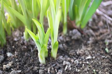 Young green leaves of colchicum in the spring