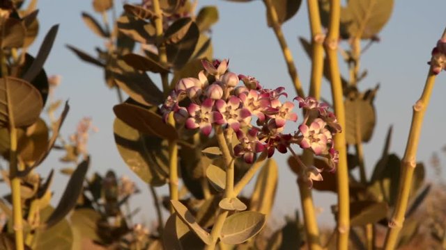 Apple of Sodom (Calotropis procera). The plant blooms in the Great Indian desert in winter. Beautiful pink flowers but Apple-like fruits are poisonous. Poisonous latex
