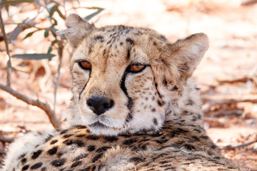 Ruhender Gepard, Portrait