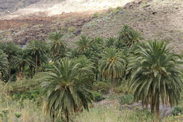 Palmy rosnące w górskiej dolinie