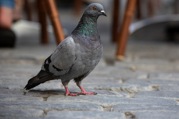 pigeon on ground