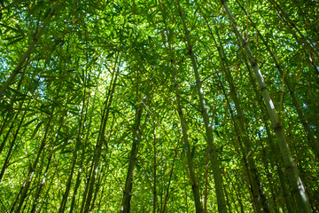 Obraz na płótnie Canvas Lots of tall bamboo branches in a green grove
