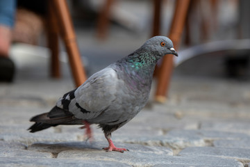 Pigeon on ground 2