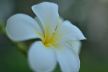 white flower on green background