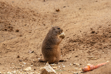Prairie dogs are small animals that live underground