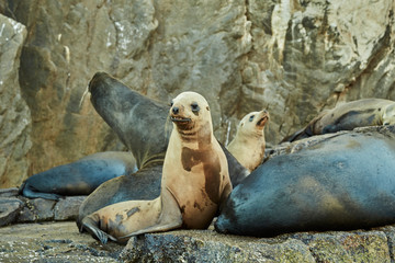 Obraz premium Sea Lions Off Baja California