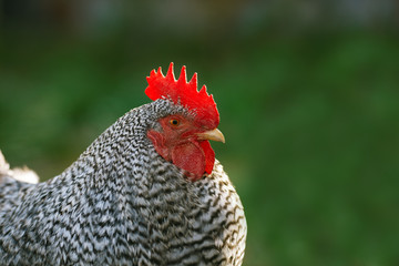 Rooster closeup on a green background.