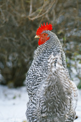 Rooster in the winter garden.