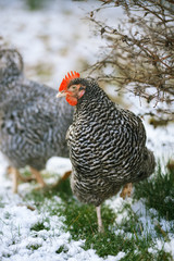 Chicken on a background of snow and green grass.