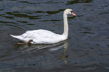 Lonely white swan in search of a girlfriend