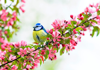 Fototapeta premium śliczna mała sikorka siedząca na gałęzi jabłoni z jasnoróżowymi kwiatami w wiosennym ogrodzie