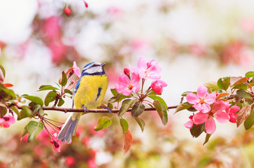 Fototapeta premium mały ptak sikora siedzi na gałęzi drzewa jabłoni z jasne różowe kwiaty w ogrodzie wiosną