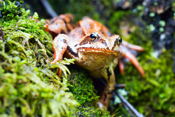 Tree frog on spring leaves. Lithobates sylvaticus .Russia.