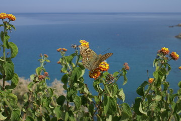 Fototapeta motyl na kwitnącym kwiecie na tle morza obraz