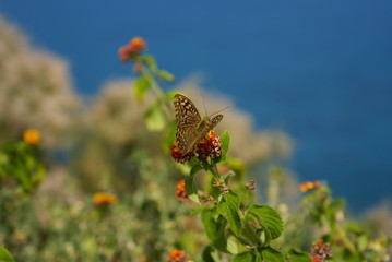 Fototapeta motyl na kwitnącym kwiecie na tle morza obraz