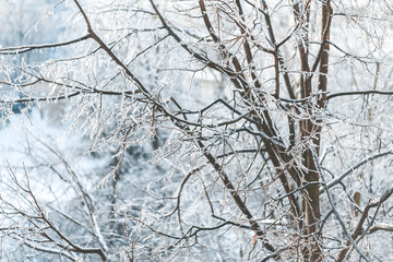Beautiful tree branches covered with ice and white snow in winter