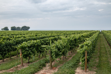 Fototapeta na wymiar vineyard by niagara on the lake