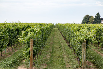 Fototapeta na wymiar vineyard by Lake Ontario Canada 