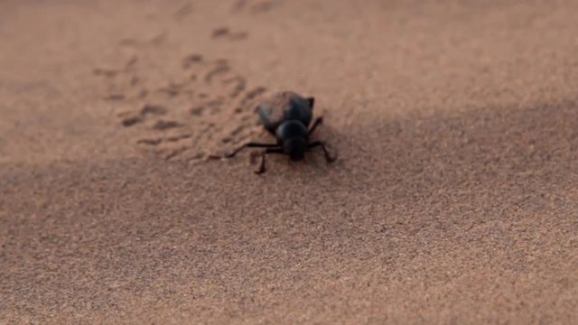 Early morning in the desert. Wet darkling beetle (Blaps gigas) plastered with sand and cleans the backwith legs. Beetle runs through the sand leaving a chain of tracks, close-up
