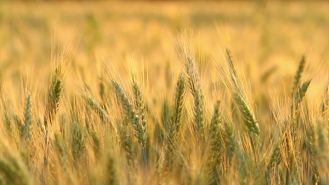 Amazing magic golden sunlight on field of wheat. Wheat crop sways on the field with golden sunlight closeup. Original color 4k footage