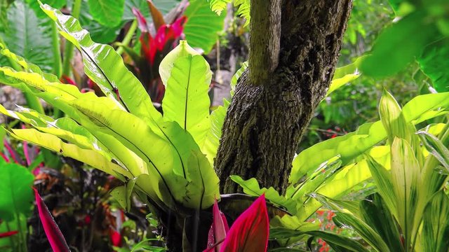 Wet season in tropics. Amazing plant Birds Nest Fern (Asplenium nidus) under falling rain. Lush vegetation in tropical rainforest and dripping raindrops. Monsoon weather concept. Zoom video with sound