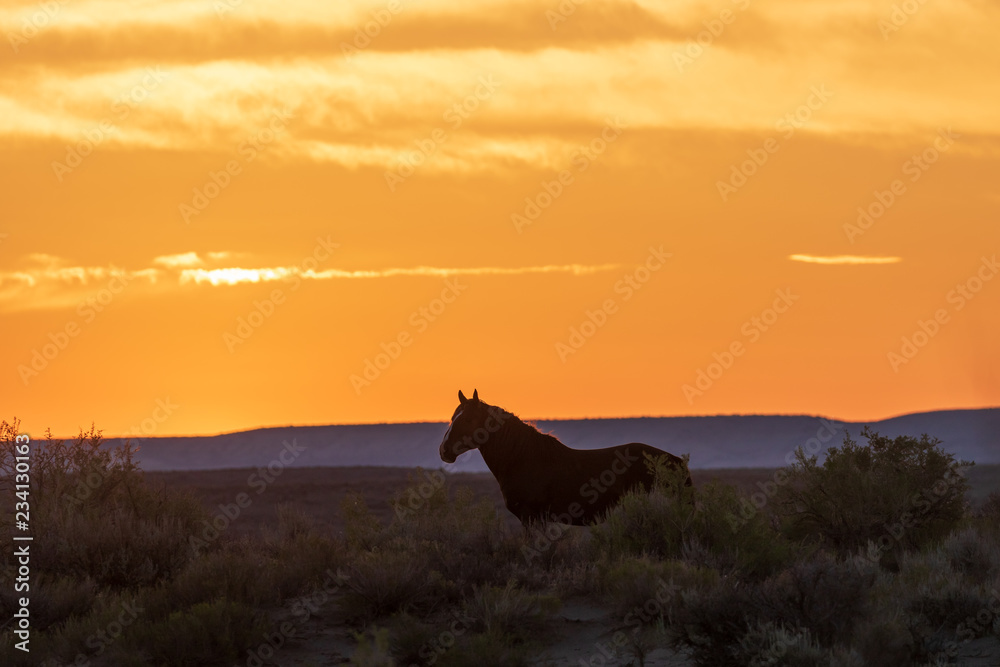 Sticker Wild Horse Silhouetted at Sunset