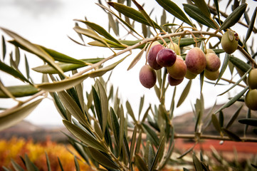 Aceitunas colgando de una rama de olivo con hojas puntiagudas y verdes en el otoño para hacer aceite