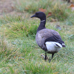 brent goose