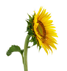 Sunflower isolated on white background