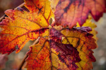 Hoja roja viña cepa vino con vetas grandes de colores