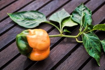 Paprika