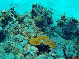 Unterwasserwelt von Kuba