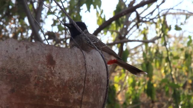 Birds Of India. Central Indian red-vented bulbul (Pycnonotus cafer humayuni). The bird eats from the original bird feeder (bottom of the clay pot) in the village Khajuraho
