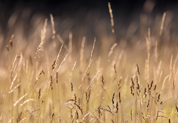 Meadow in warm evening light, short depth of focus
