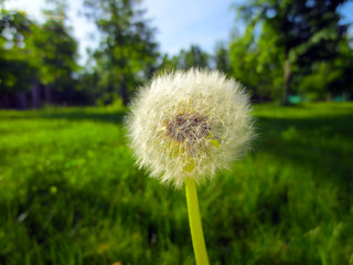 White summer dandelion on a meadow