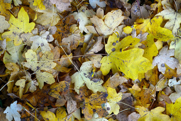 El anillo verde (la vegetación que rodea la ciudad) de Vitoria-Gasteiz en otoño. hojas  de arce en el suelo